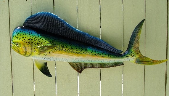 28" Mahi Mahi Wall Decor